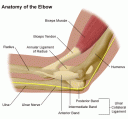 anatomy-of-the-elbow.gif